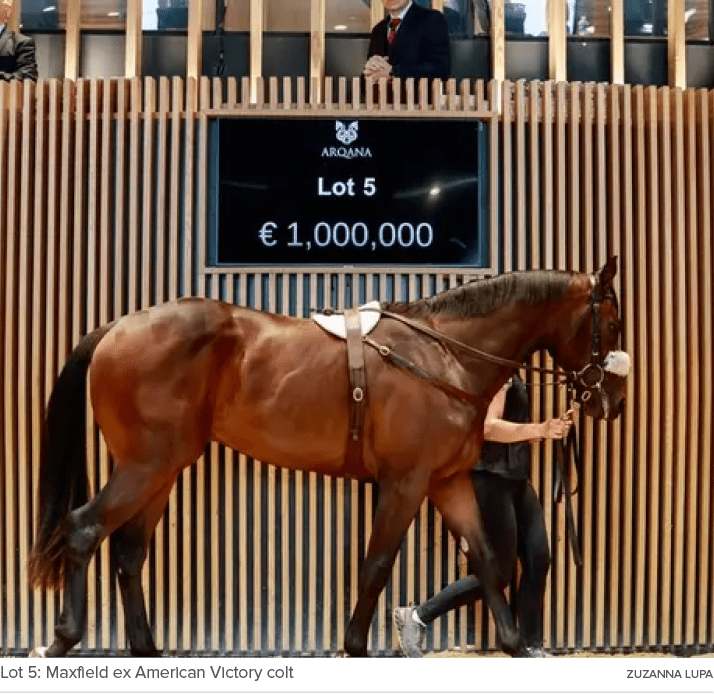 Lot 5: Maxfield ex American Victory colt ZUZANNA LUP