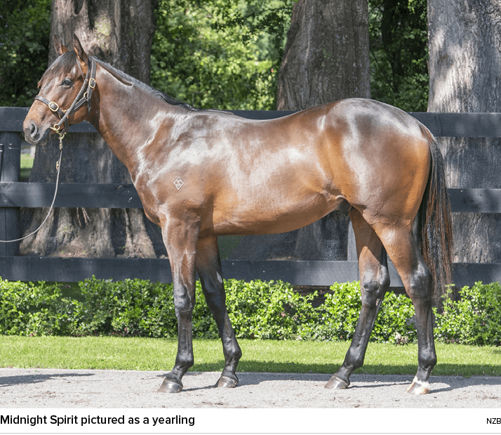 Midnight Spirit pictured as a yearling NZ