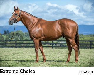 Extreme Choice Newgat