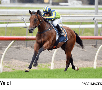 Yaldi race image