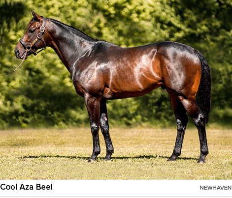 Cool Aza Beel newhave