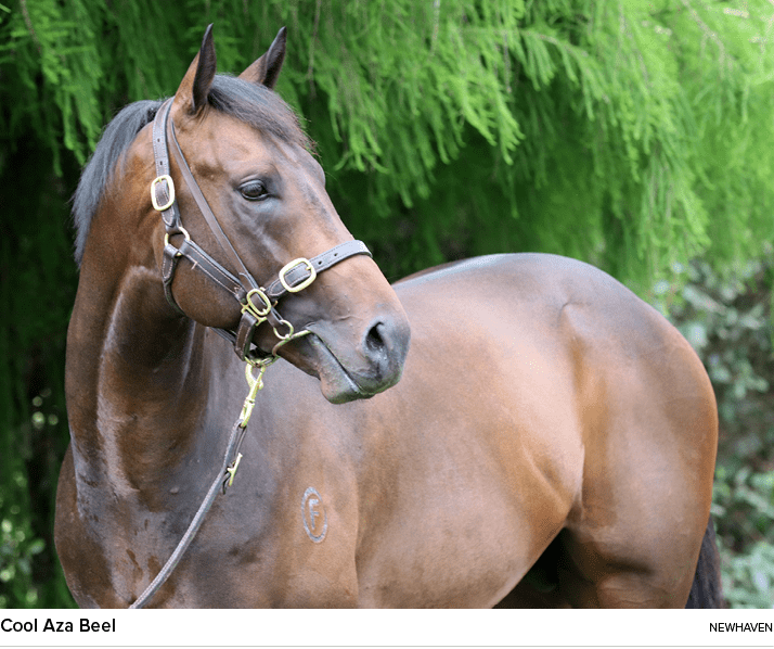 Cool Aza Beel Newhave