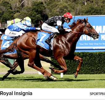 Royal Insignia sportpi