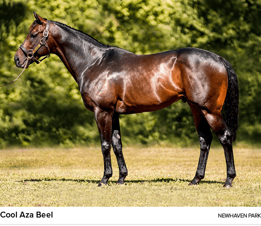 Cool Aza Beel Newhaven Par