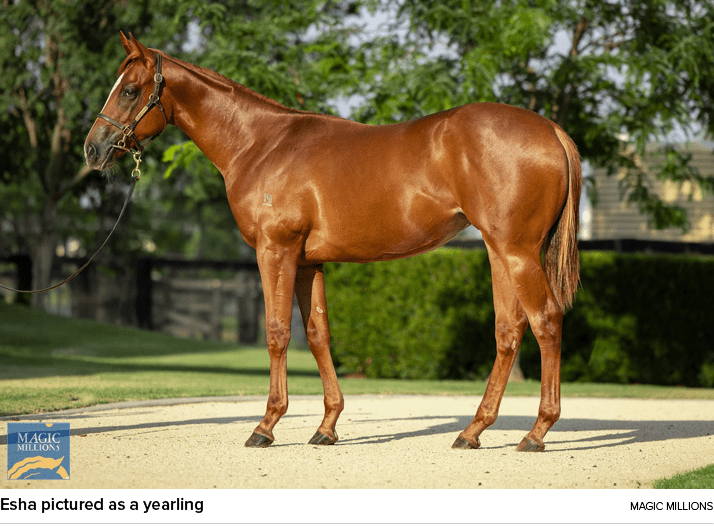 Esha pictured as a yearling Magic Million