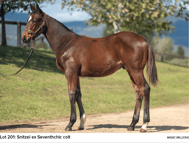 Lot 201: Snitzel ex Seventhchic colt magic million