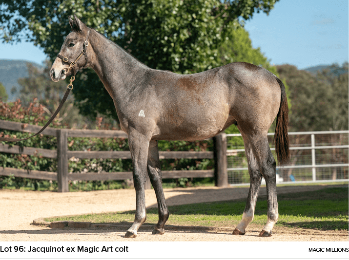 Lot 96: Jacquinot ex Magic Art colt magic million