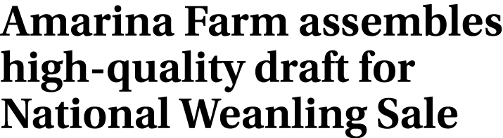 Amarina Farm assembles high quality draft for National Weanling Sale