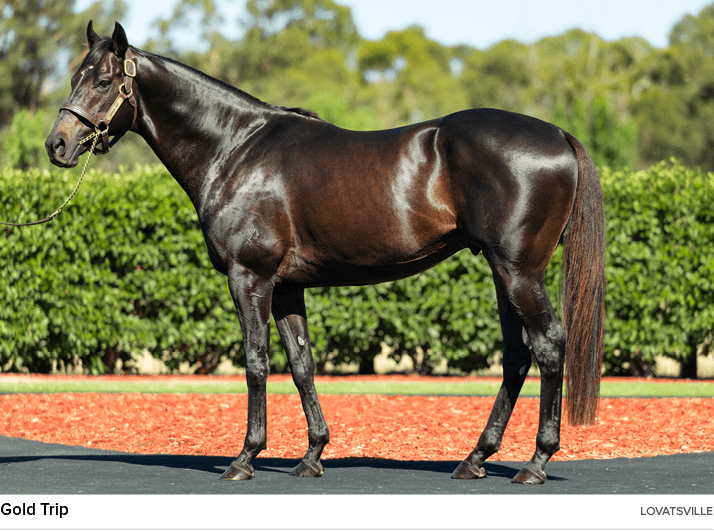 Gold Trip lovatsvill