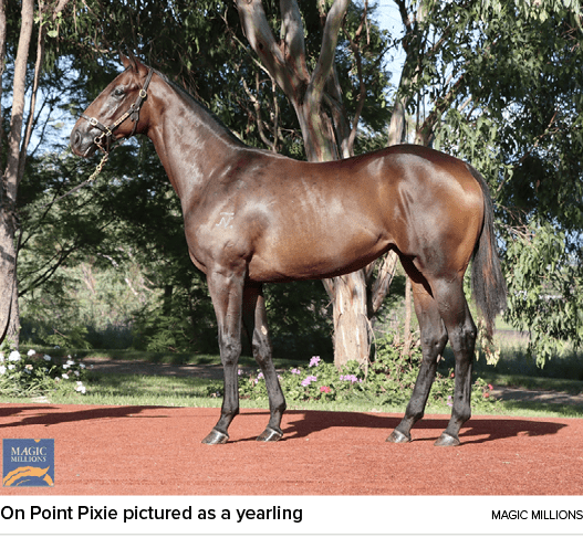 On Point Pixie pictured as a yearling magic million