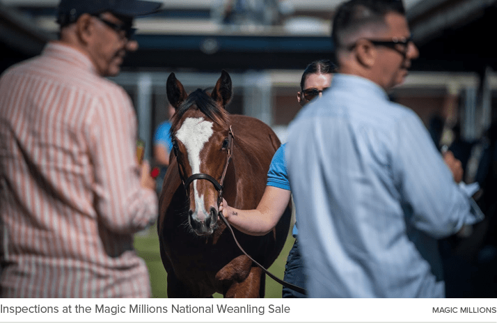 Inspections at the Magic Millions National Weanling Sale Magic Million