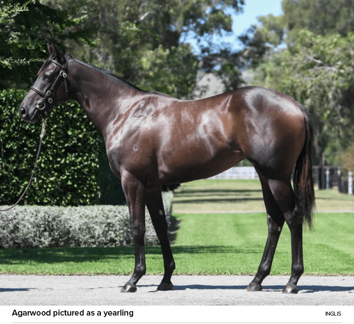 Agarwood pictured as a yearling Ingli
