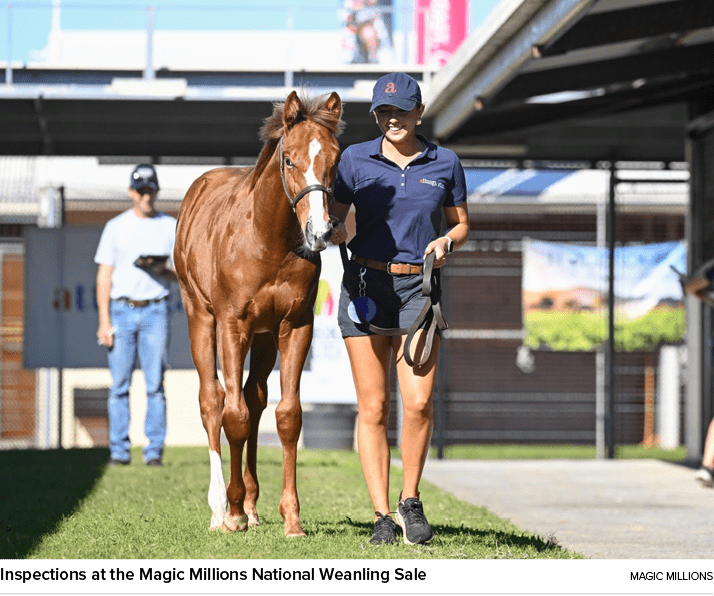 Inspections at the Magic Millions National Weanling Sale Magic Million