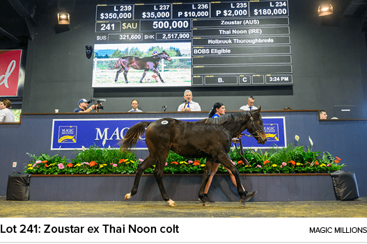 Lot 241: Zoustar ex Thai Noon colt Magic Million
