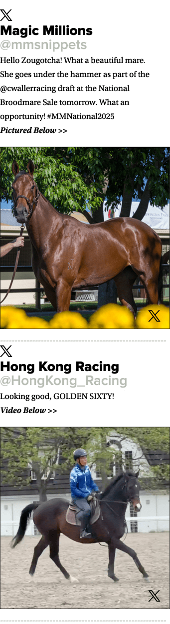 ￼ Magic Millions @mmsnippets Hello Zougotcha! What a beautiful mare. She goes under the hammer as part of the @cwalle...