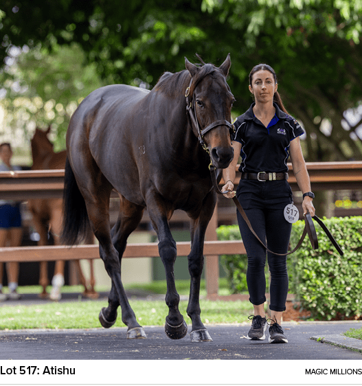 Lot 517: Atishu magic million