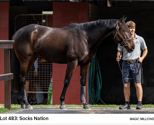 Lot 483: Socks Nation magic million