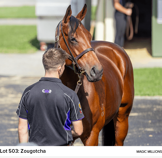 Lot 503: Zougotcha magic million