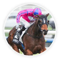 Recommendation ridden by Blake Shinn wins the Vale Black Caviar at Caulfield Racecourse on August 31, 2024 in Caulfield, Australia. (Photo by George Sal/Racing Photos)