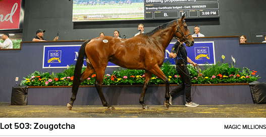 Lot 503: Zougotcha Magic Million