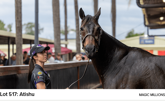 Lot 517: Atishu Magic Million