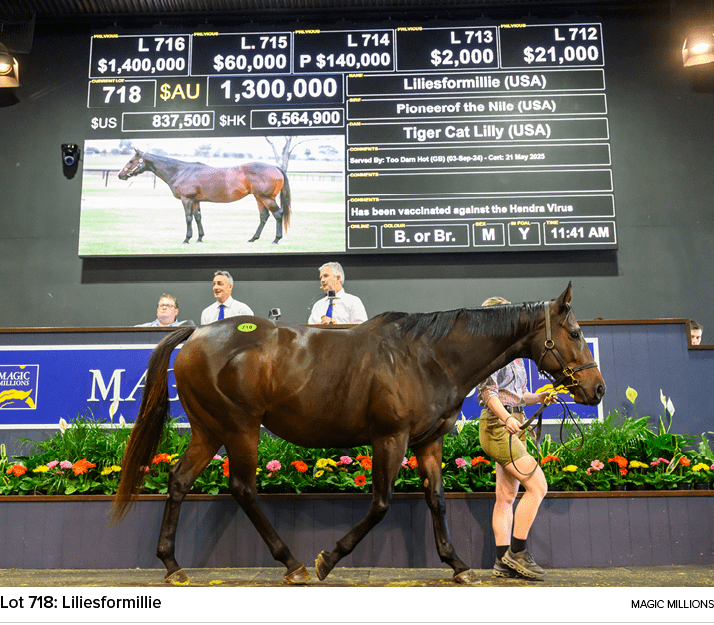Lot 718: Liliesformillie magic million