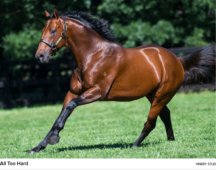 All Too Hard vinery stu