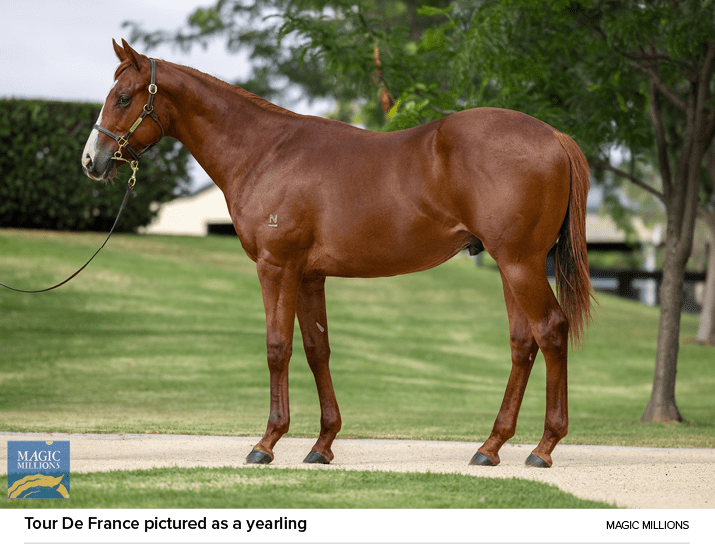 Tour De France pictured as a yearling Magic Million