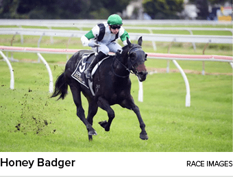 Honey Badger Race Image