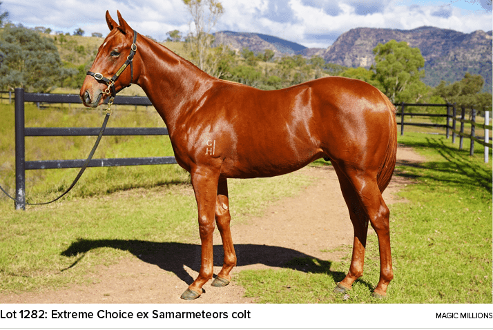 Lot 1282: Extreme Choice ex Samarmeteors colt magic million
