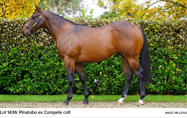 Lot 1436: Pinatubo ex Compete colt magic million