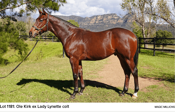 Lot 1181: Ole Kirk ex Lady Lynette colt magic million