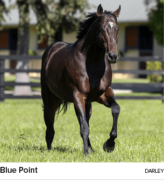 Blue Point DARLE