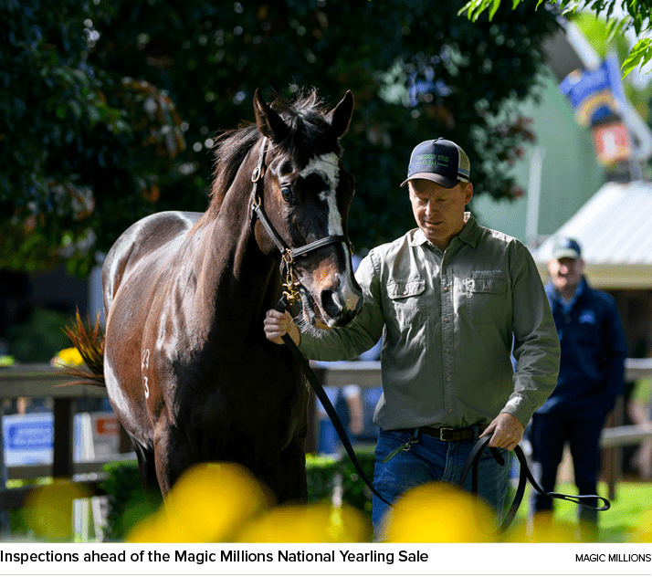 Inspections ahead of the Magic Millions National Yearling Sale magic million