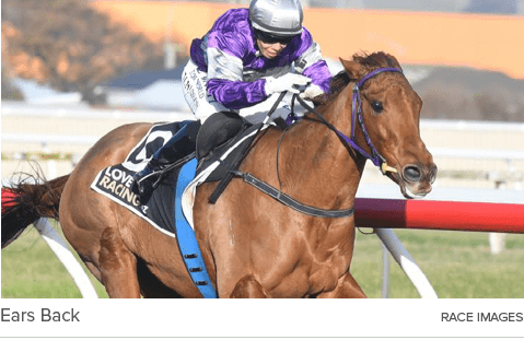 Ears Back Race Image