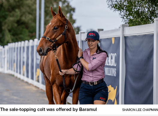 The sale topping colt was offered by Baramul Sharon Lee Chapma