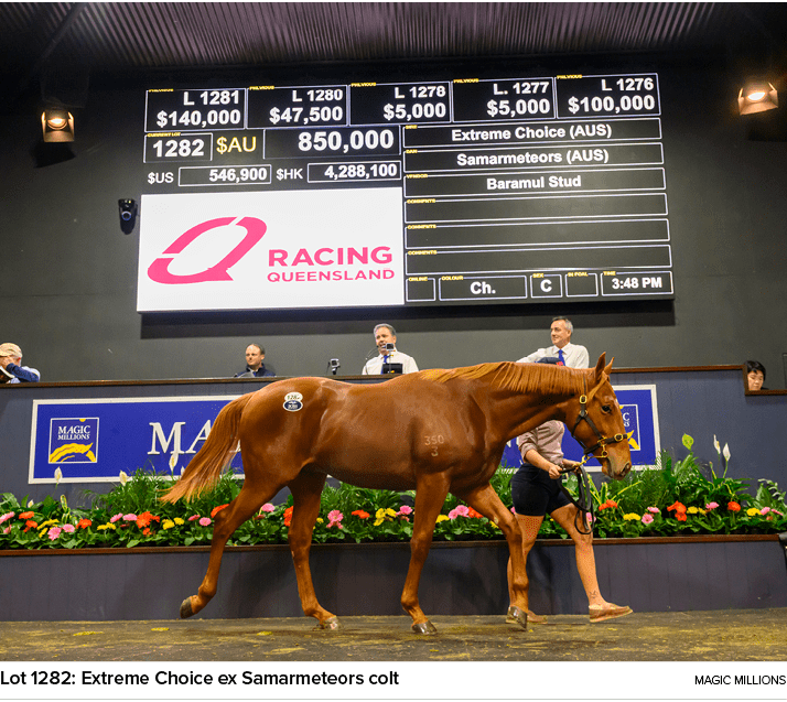 Lot 1282: Extreme Choice ex Samarmeteors colt Magic Million