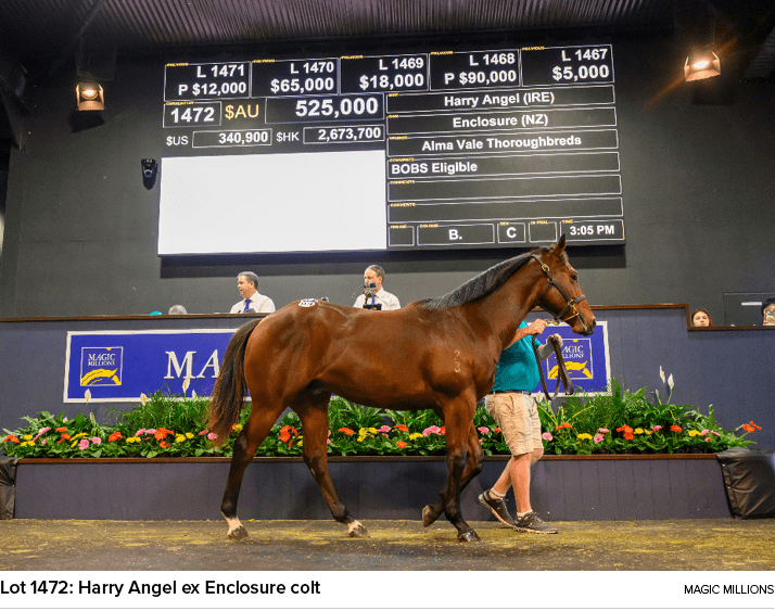 Lot 1472: Harry Angel ex Enclosure colt Magic Million