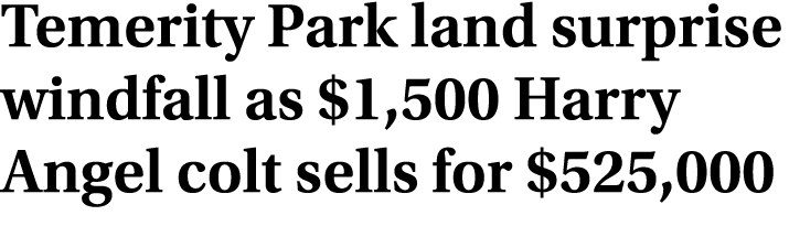 Temerity Park land surprise windfall as $1,500 Harry Angel colt sells for $525,000