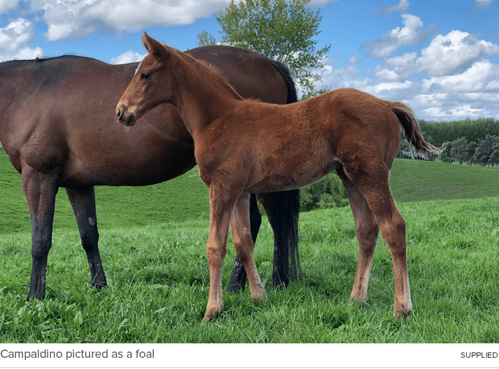 Campaldino pictured as a foal Supplie