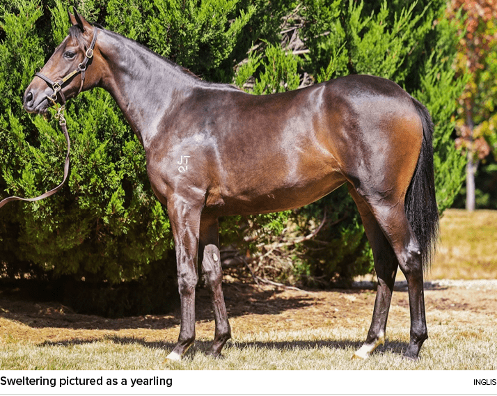 Sweltering pictured as a yearling ingli