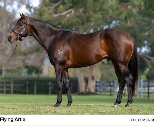 Flying Artie blue gum far