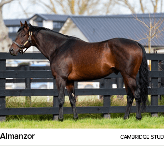 Almanzor cambridge stu