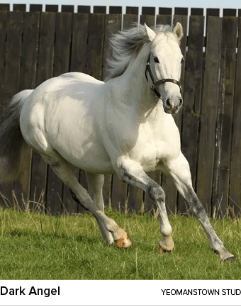 Dark Angel Yeomanstown Stu