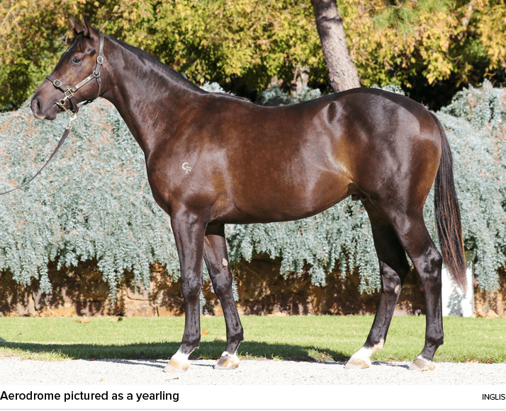 Aerodrome pictured as a yearling ingli