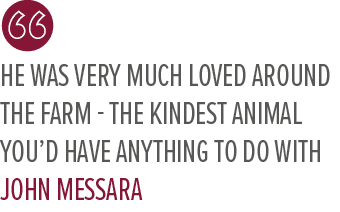 He was very much loved around the farm the kindest animal you’d have anything to do with John Messar
