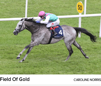 Field Of Gold caroline norri