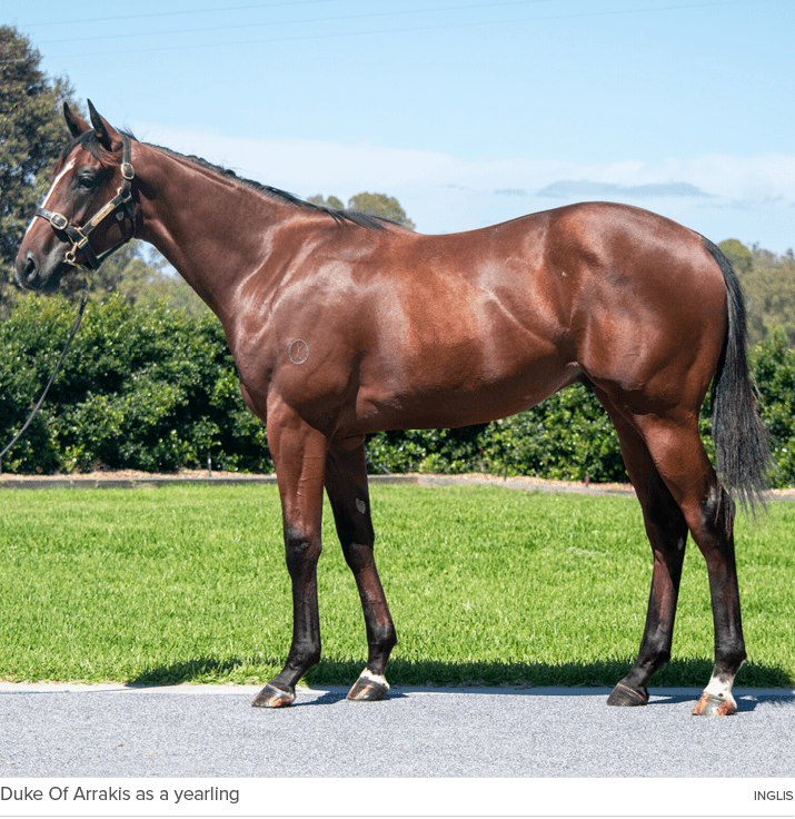 Duke Of Arrakis as a yearling Ingli
