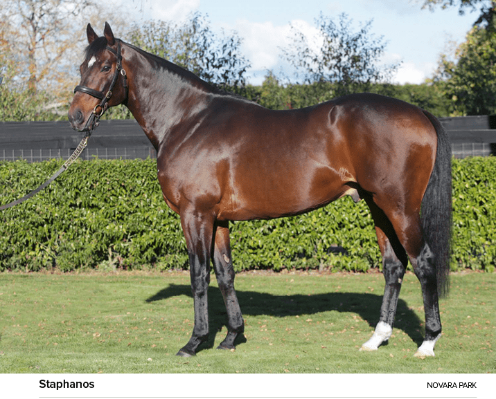 Staphanos Novara Par
