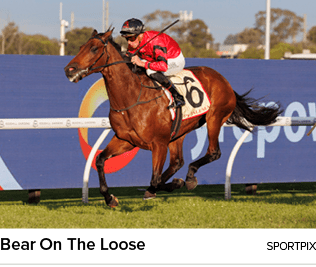 Bear On The Loose sportpi